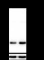 Anti-Acetyl-Histone H3 (Lys14) Rabbit mAb