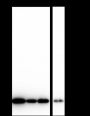 Anti-Acetyl-Histone H3 (Lys18) Rabbit mAb