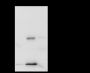 Anti-Acetyl-Histone H3 (Lys23) Rabbit mAb