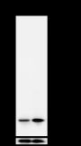 Anti-Acetyl-Histone H3 (Lys23) Rabbit mAb