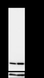 Anti-Acetyl-Histone H3 (Lys23) Rabbit mAb