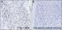 Anti-Acetyl-Histone H3 (Lys23) Rabbit mAb