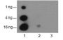 Anti-Acetyl-Histone H3 (Lys27) Rabbit pAb