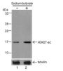 Anti-Acetyl-Histone H3 (Lys27) Rabbit pAb