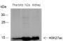 Anti-Acetyl-Histone H3 (Lys27) Rabbit pAb