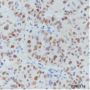 Anti-Acetyl-Histone H3 (Lys27) Rabbit pAb