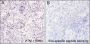 Anti-Acetyl-Histone H3 (Lys27) Rabbit mAb