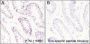 Anti-Acetyl-Histone H3 (Lys27) Rabbit mAb