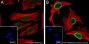 Anti-Acetyl-Histone H3 (Lys27) Rabbit mAb