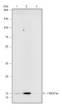 Anti-Acetyl-Histone H3 (Lys27) Rabbit mAb