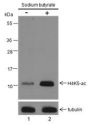 Anti-Acetyl-Histone H4 (Lys5) Rabbit pAb