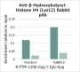 Anti-β-Hydroxybutyryl-Histone H4 (Lys12) Rabbit pAb