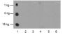 Anti-Acetyl-Histone H4 (Lys12) Rabbit pAb