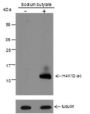 Anti-Acetyl-Histone H4 (Lys12) Rabbit pAb