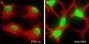 Anti-Acetyl-Histone H4 (Lys12) Rabbit pAb