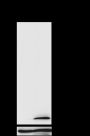 Anti-Acetyl-Histone H4 (Lys12) Rabbit mAb