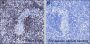 Anti-Acetyl-Histone H4 (Lys12) Rabbit mAb