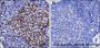 Anti-Acetyl-Histone H4 (Lys12) Rabbit mAb