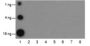 Anti-Acetyl-Histone H2A (Lys9) Rabbit pAb