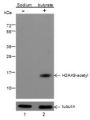 Anti-Acetyl-Histone H2A (Lys9) Rabbit pAb