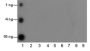 Anti-β-Hydroxybutyryl-Histone H3 (Lys9) Rabbit pAb