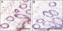 Anti-β-Hydroxybutyryl-Histone H3 (Lys9) Rabbit mAb