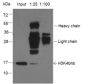 Anti-β-Hydroxybutyryl-Histone H3 (Lys4) Rabbit pAb