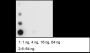 Anti-β-Hydroxybutyryl-Histone H3 (Lys4) Rabbit pAb
