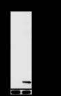 Anti-β-Hydroxybutyryl-Histone H3 (Lys4) Rabbit pAb