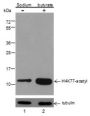 Anti-Acetyl-Histone H4 (Lys77) Rabbit pAb