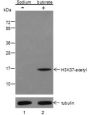 Anti-Acetyl-Histone H3 (Lys37) Rabbit pAb