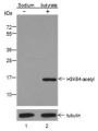 Anti-Acetyl-Histone H3 (Lys64) Rabbit pAb