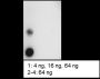 Anti-Acetyl-Histone H3 (Lys64) Rabbit mAb