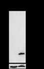 Anti-Acetyl-Histone H3 (Lys64) Rabbit mAb