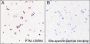 Anti-Acetyl-Histone H3 (Lys64) Rabbit mAb