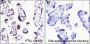 Anti-Acetyl-Histone H3 (Lys64) Rabbit mAb