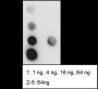 Anti-Citrulline-Histone H3 (Arg2/8/17) Rabbit mAb