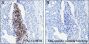 Anti-Citrulline-Histone H3 (Arg2/8/17) Rabbit mAb