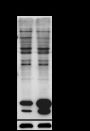 Anti-Acetyllysine Rabbit pAb (BSA and Azide Free)
