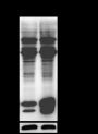 Anti-Acetyllysine Rabbit pAb (BSA and Azide Free)
