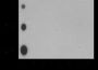 Anti-L-Lactyllysine Rabbit pAb