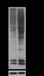 Anti-L-Lactyllysine Rabbit pAb