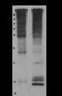 Anti-L-Lactyllysine Rabbit pAb
