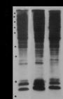 Anti-L-Lactyllysine Rabbit pAb