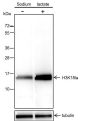 Anti-L-Lactyl-Histone H3 (Lys18) Rabbit mAb