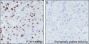 Anti-L-Lactyl-Histone H3 (Lys18) Rabbit mAb