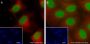 Anti-L-Lactyl-Histone H3 (Lys18) Rabbit mAb