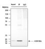 Anti-L-Lactyl-Histone H3 (Lys18) Rabbit mAb