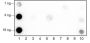 Anti-L-Lactyl-Histone H4 (Lys5) Rabbit mAb