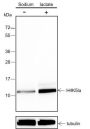 Anti-L-Lactyl-Histone H4 (Lys5) Rabbit mAb